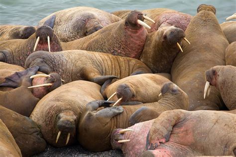 Eat Like a Pinniped? What Sea Lions and Walruses Can Teach Us about ...