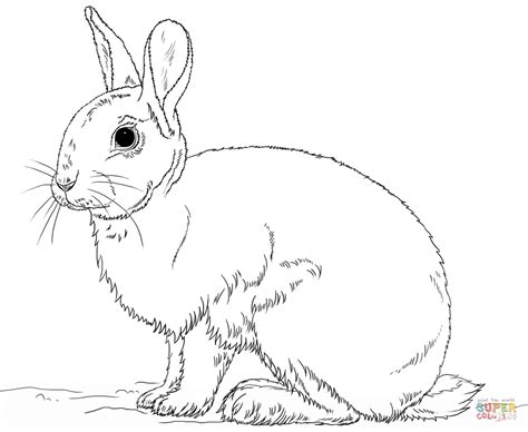 Rabbit Line Drawing at PaintingValley.com | Explore collection of ...