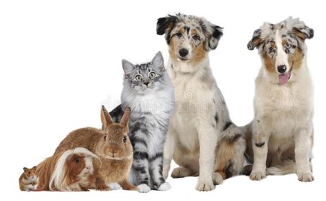Group of different pets. Different pets sitting together isolated , #Ad ...