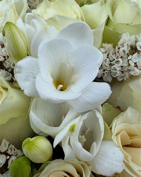 Lia Flowers | Ankara