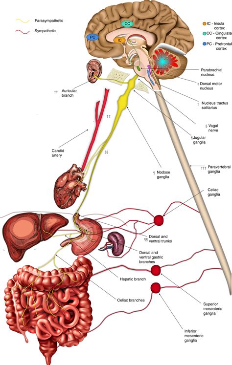 Get 35 Schematic Diagram Of Autonomic Nervous System Images