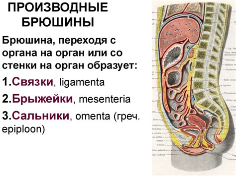 Функциональная анатомия брюшины - презентация онлайн