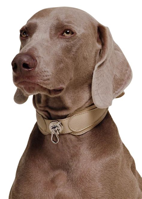 pagerie  dorro dog collar bergdorf goodman