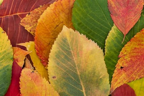premium photo green leaf autumn texture background