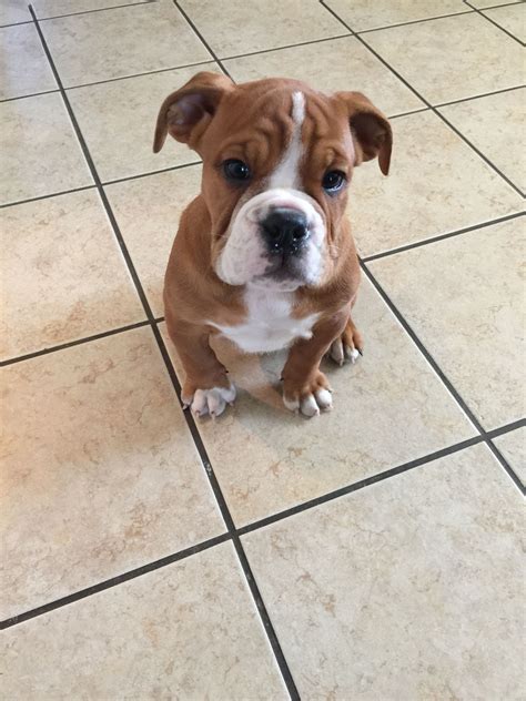 Victorian Bulldog Boxer Mix