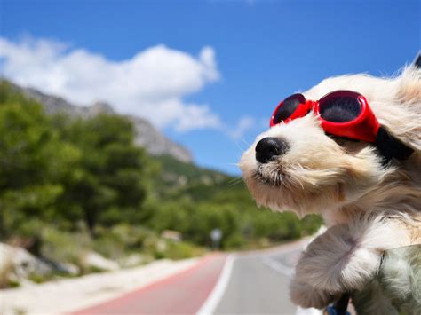 Funny Dog Wallpaper (62+ pictures) - WallpaperSet