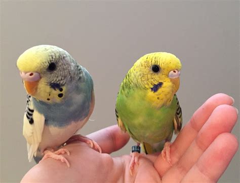 Kiwi is feeling so much better (one broken blood feather and much TLC