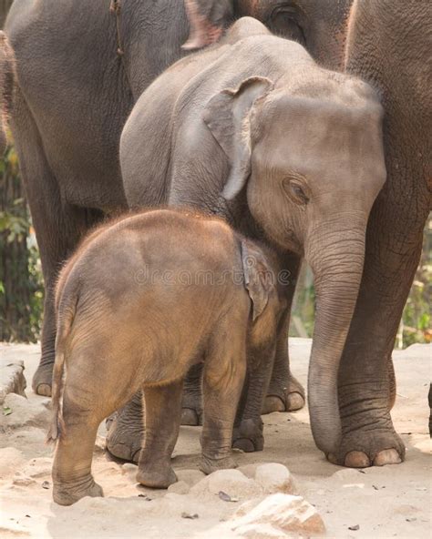 Cuddly baby elephant stock image. Image of love, world - 54770757