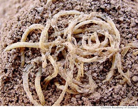 Ancient noodles discovered in China