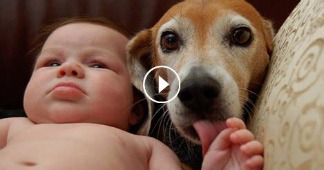 Dogs and Cats Protecting Babies - Cute Animal Compilation ...