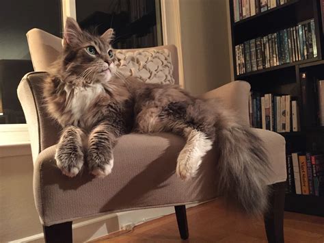 12 Ridiculously Large-and-In-Charge House Cats – Meowingtons