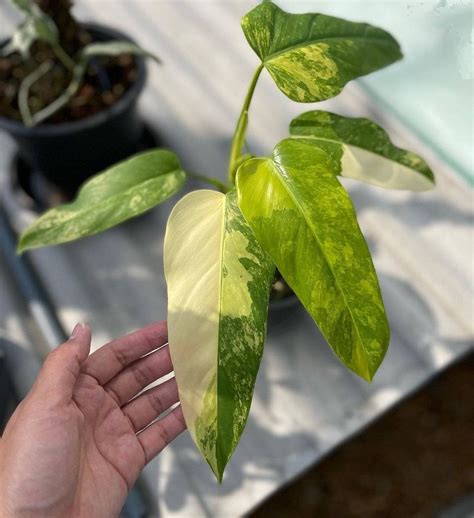Philodendron Domesticum