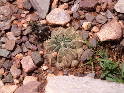 SuccSeed - Lobivia jajoiana v. glauca TB 1121.1 (Est. Grande, NW of ...