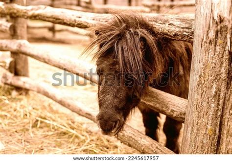 Pony Enclosure On Animal Farm High Stock Photo 2245617957 | Shutterstock