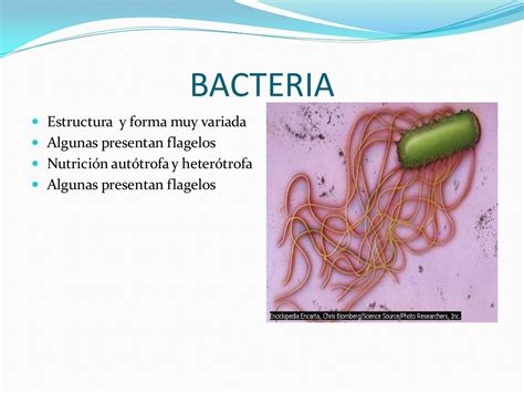 Cianobacterias