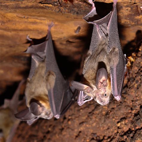 Spotted Bat Flying