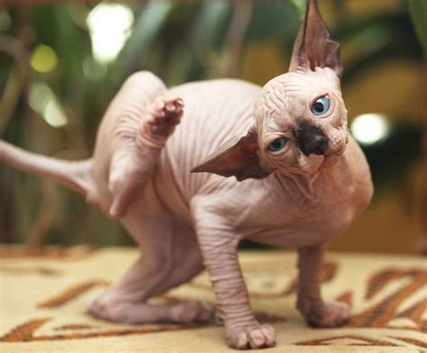 sphynx cat breed information characteristics katkin