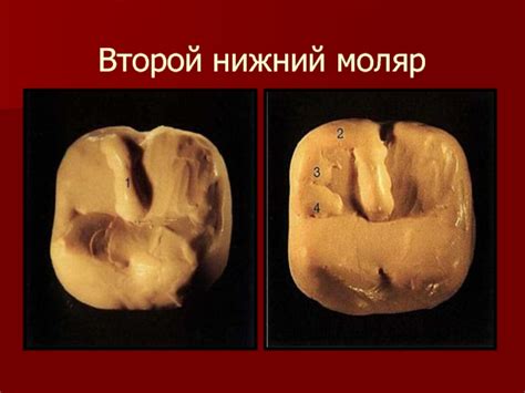Анатомия зубов
