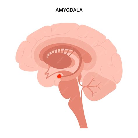 Premium Vector | Amygdala and limbic system. Human brain anatomy