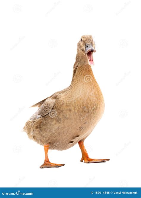 Quacking Young Muscovy Duck Isolated Royalty-Free Stock Photography ...