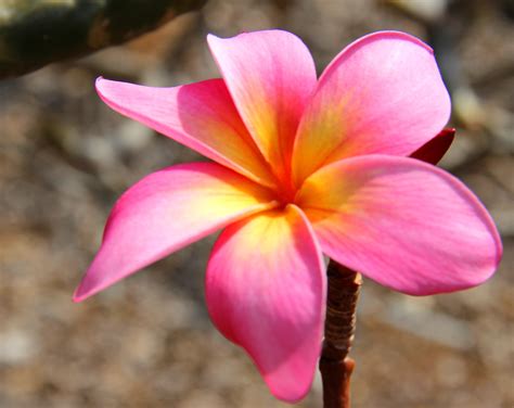 Plumeria | Plumeria, Hawaii, Trip