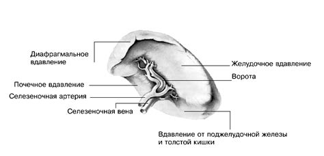 СЕЛЕЗЕНКА | Энциклопедия Кругосвет