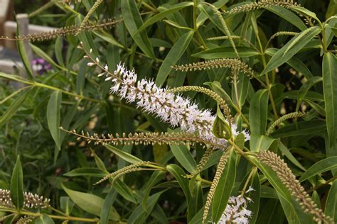 Hebe 'Stricta' – Maryflower