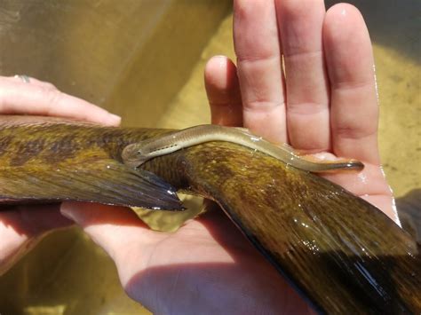 Silver Lamprey- Species At Risk in The Land Between