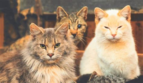 The Most Popular Cat Breeds - WIKIFROG