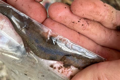 Species Dive 2 – Desmognathus pascagoula: Muddy wetland endemic