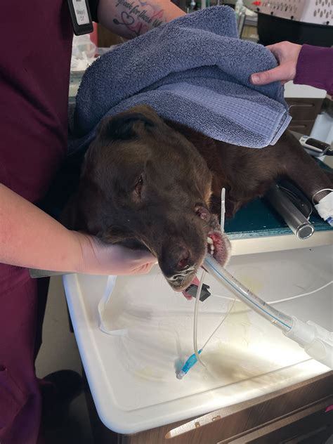 oakwood hills animal hospital 8