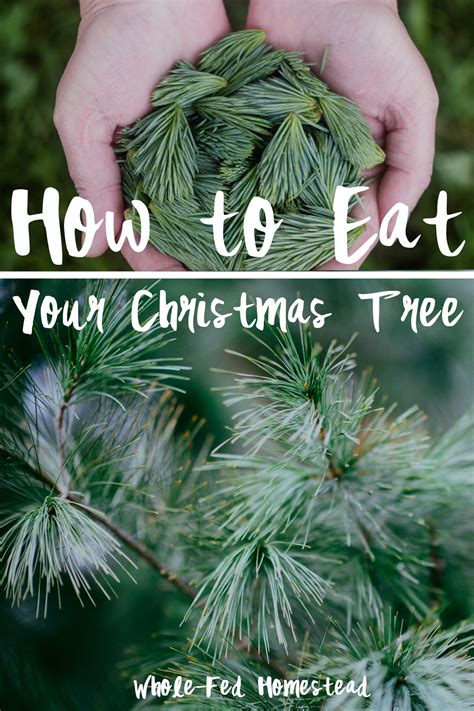 How to Eat Your Christmas Tree - Whole-Fed Homestead