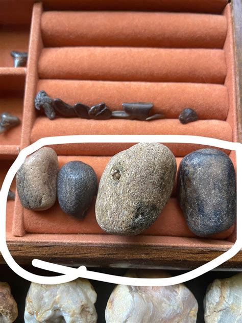 bone fragments  venice rfossilid