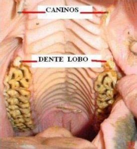 Dente De Lobo Em Cavalo - Odontologia Equina - Cavalo com 'dente de lobo' - Cavalus