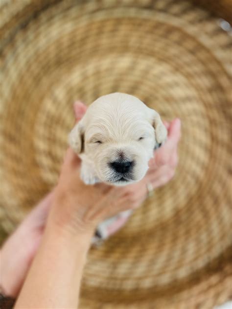 We are the best ethical doodle dog breeder near Atlanta, Georgia! We