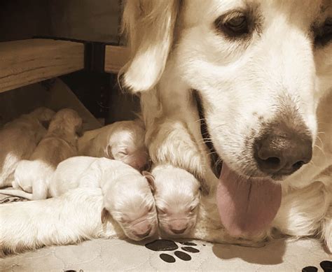 Golden Retriever Puppies For Sale In Los Angeles, CA