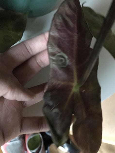 What disease are these circles? I just got this plant a month ago : r