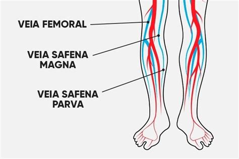Veia Importante Da Perna