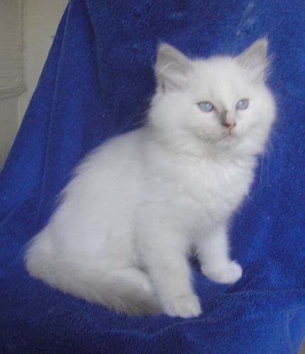 Lilac Mitted Ragdoll Male w/Blaze (SOLD) | Ragdoll Cats and kittens of ...