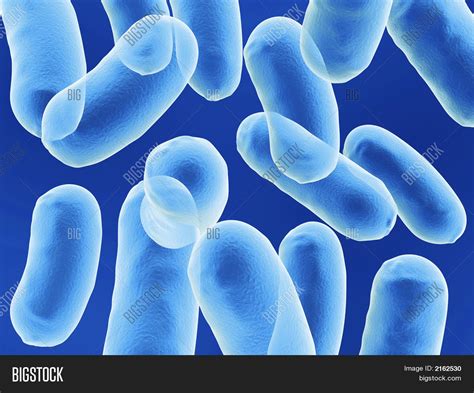 Bacillus Bacteria Image & Photo (Free Trial) | Bigstock