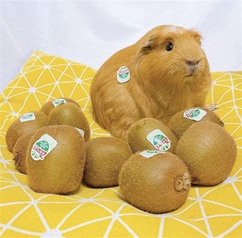 adorable guinea pig  stickers  ears