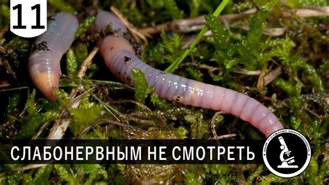 Дождевые черви под микроскопом. В чем их польза? - YouTube