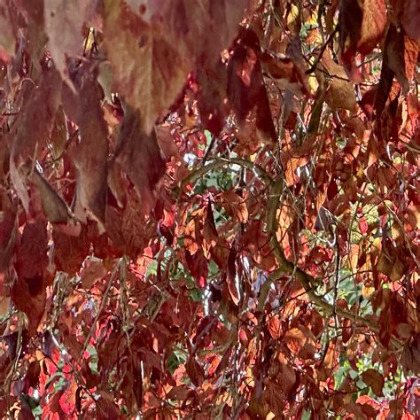 Herman-Kinn Funeral Homes: Memorial and Burial Support