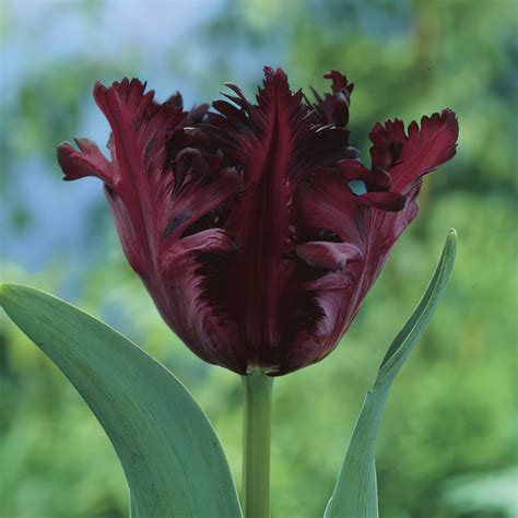 Black Parrot Tulips
