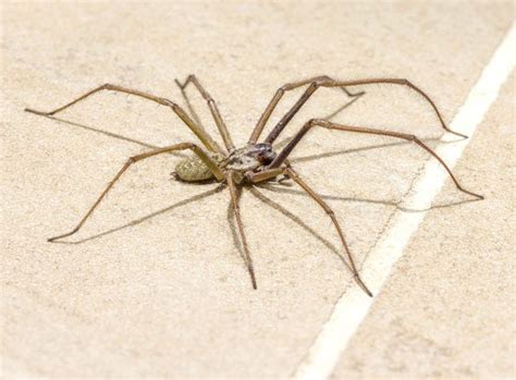 Mastering Spider Control: A Comprehensive Guide to Keeping Your Home Arachnid-Free | by Expert ...