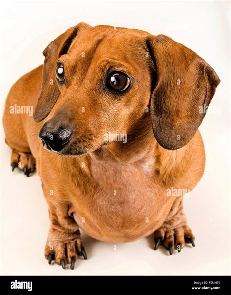 Wiener dog hi-res stock photography and images - Alamy