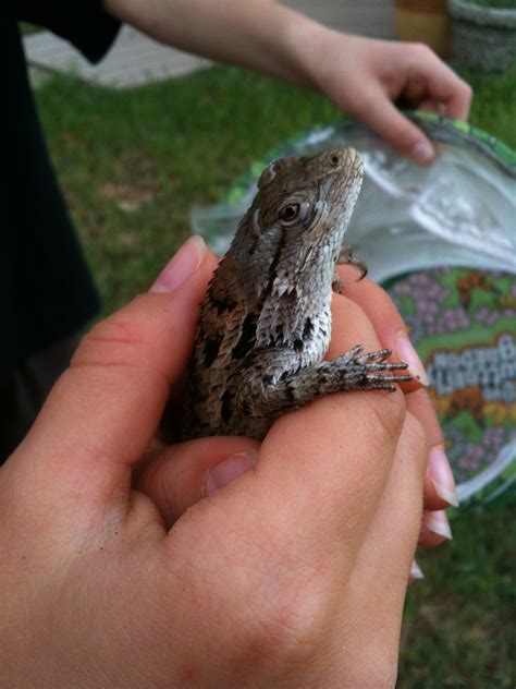 Texas Spiny Lizard! | Rachel's Wild Kingdom