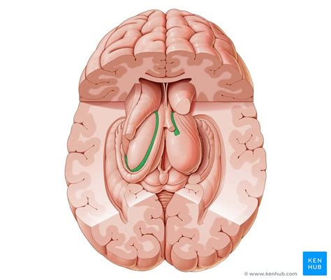 Choroid plexus: Anatomy, histology and clinical aspects | Kenhub