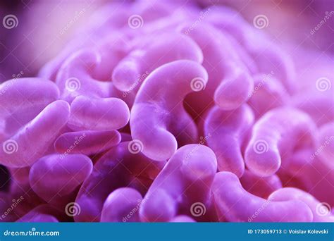 Euphylliidae Stock Illustrations – 6 Euphylliidae Stock Illustrations ...