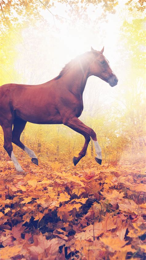 Running Horse iPhone Wallpapers - Wallpaper Cave